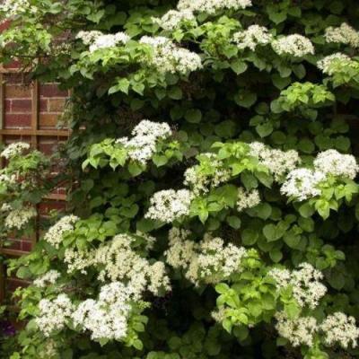 Черешковая в Бобруйске