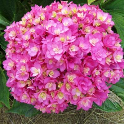 Ремонтантная в Бобруйске