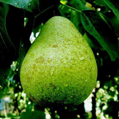 Зеленая в Бобруйске