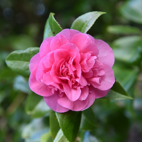 Камелия ДЕББИ в Бобруйске