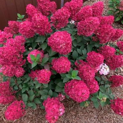 Красная в Бобруйске