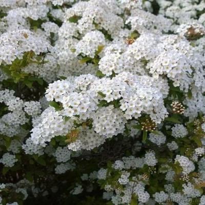 Белая в Бобруйске