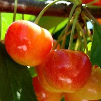 Черешня в Бобруйске