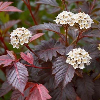 Бордовый в Бобруйске