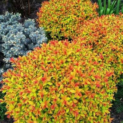 Низкорослая в Бобруйске