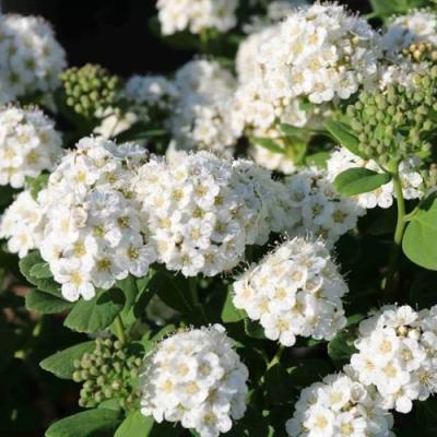 Березолистная в Бобруйске