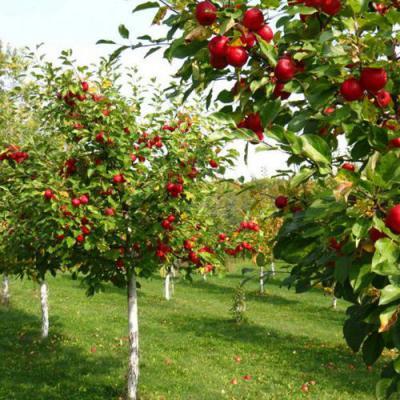 Плодовые деревья в Бобруйске