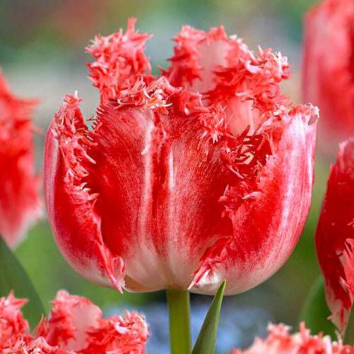 саженцы тюльпана Неглиже