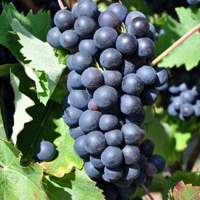 Круглый в Бобруйске