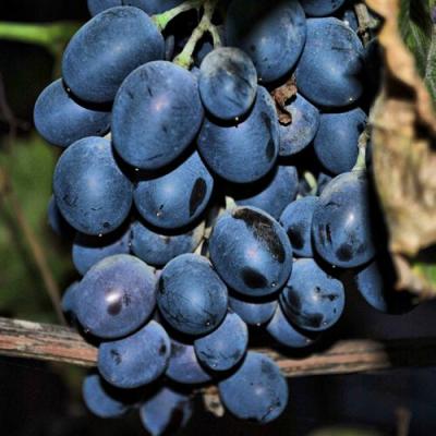 Синий в Бобруйске