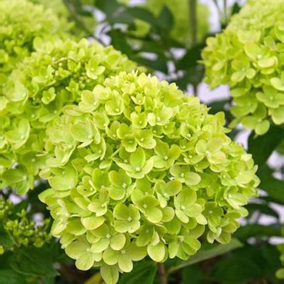 Зеленая в Бобруйске