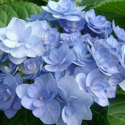 Голубая в Бобруйске