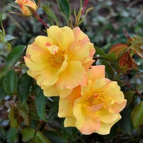 Роза АНГЕЛИНА ФРЕСКА флорибунда  в Бобруйске