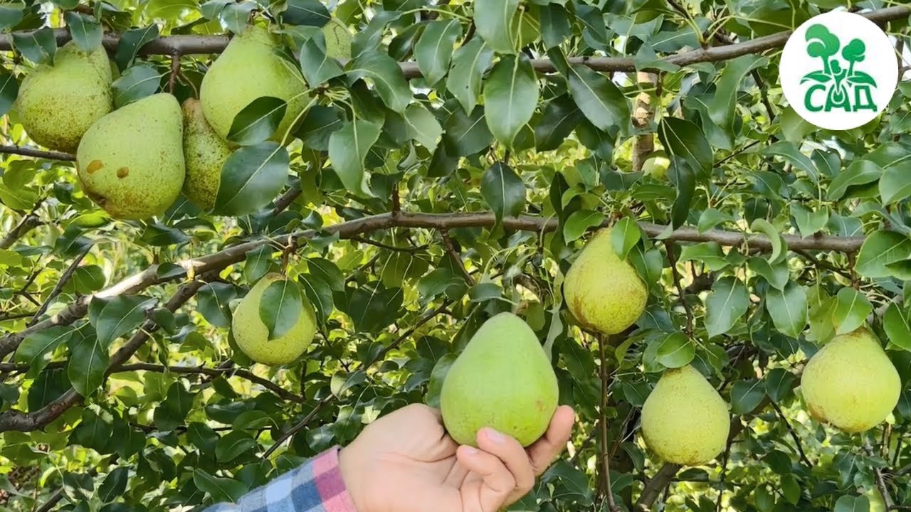 Превью видео