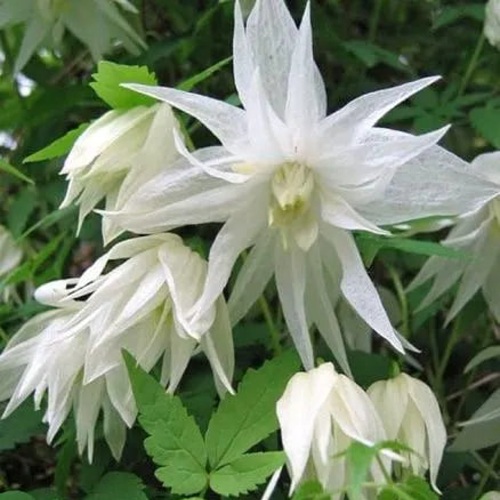 Княжик АЛЬБИНА ПЛЕНА белый махровый в Бобруйске