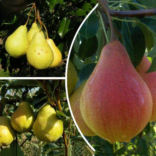 Комплект ТРИ ГРАЦИИ в Бобруйске