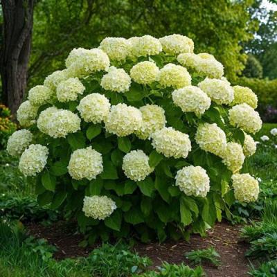 Большие (высокие) в Бобруйске