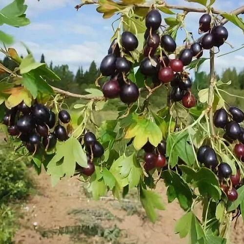 Смородина золотистая ЛЕВУШКА в Бобруйске