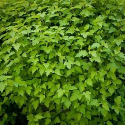 Зеленый в Бобруйске