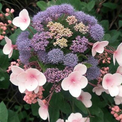 Шершавая в Бобруйске