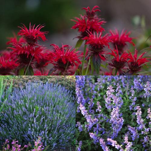 Комплект АРОМАТНЫЙ ЧАЙ в Бобруйске