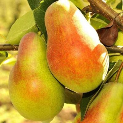 Красавица в Бобруйске