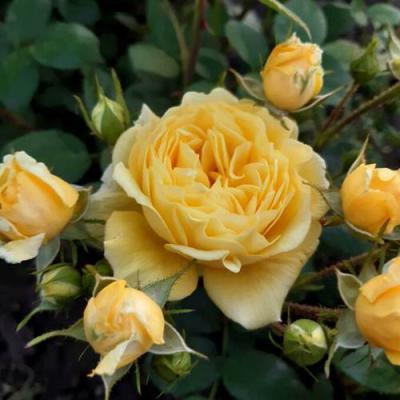 Роза флорибунда в Бобруйске