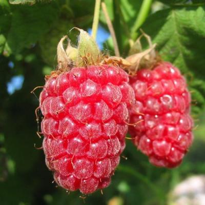 Крупная в Бобруйске