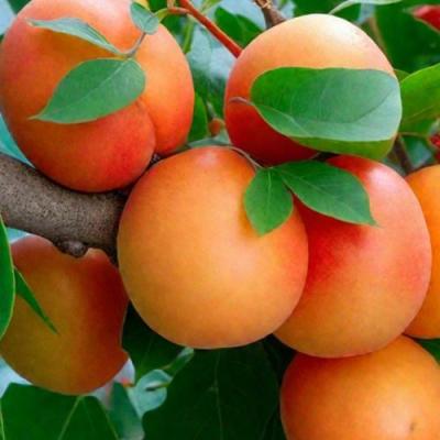 Абрикос в Бобруйске