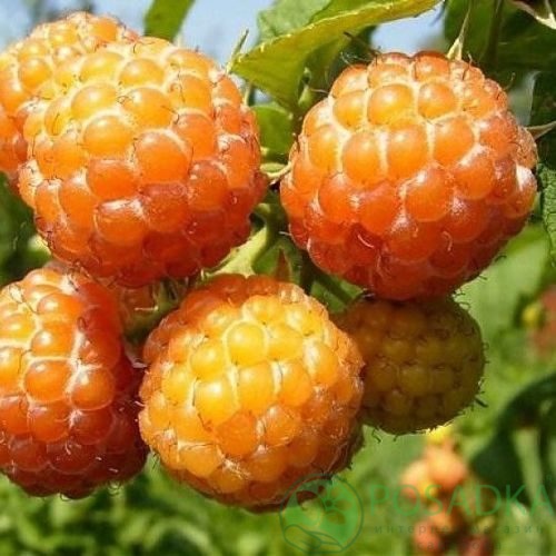 Малина КУМБЕРЛЕНД желтая в Бобруйске