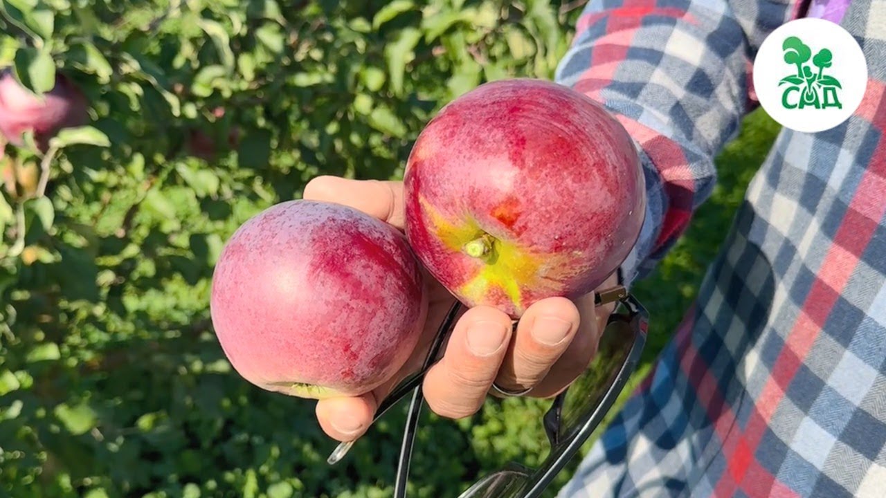 Превью видео