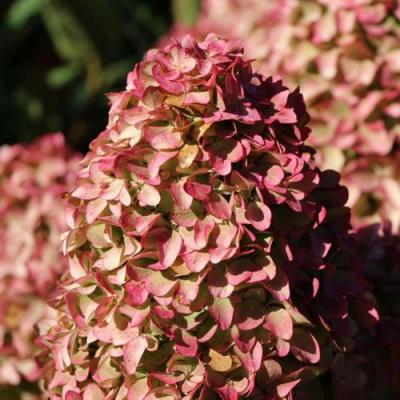 Мэджикал в Бобруйске