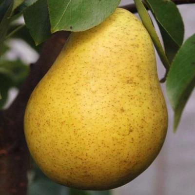 Крупная в Бобруйске