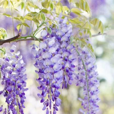 Глициния в Бобруйске