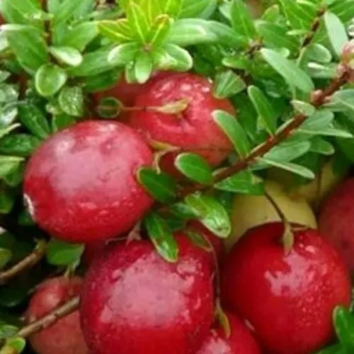 Клюква ХОЛЬШТАЙН в Бобруйске