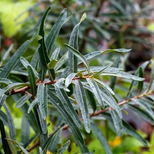 Облепиха АДАМ (МУЖСКАЯ) в Бобруйске