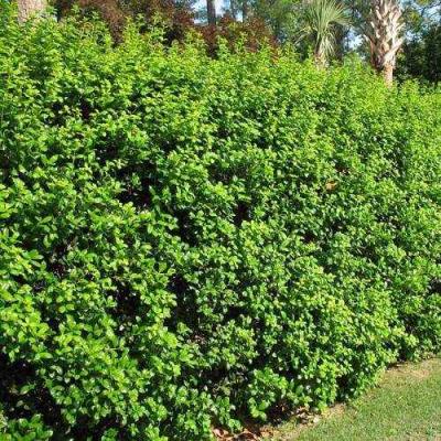 Живая изгородь в Бобруйске