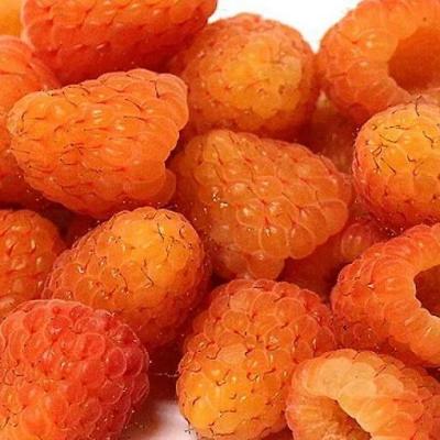 Оранжевая в Бобруйске