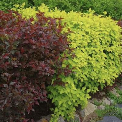 Калинолистный в Бобруйске