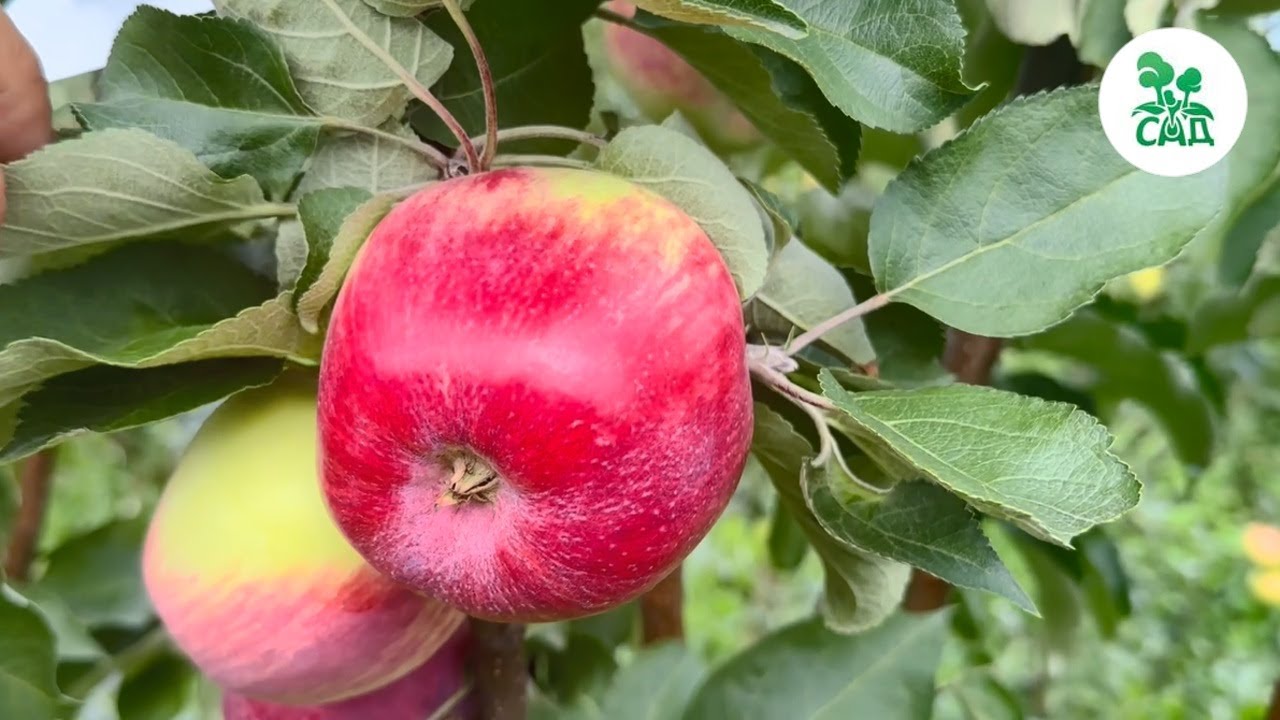 Превью видео