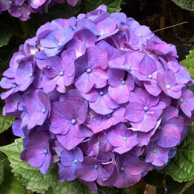 Фиолетовая в Бобруйске