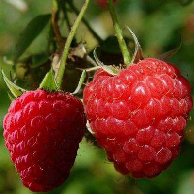 Кустовая в Бобруйске