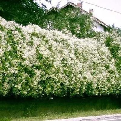 Фаллопия в Бобруйске