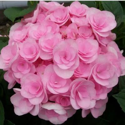 Махровая в Бобруйске