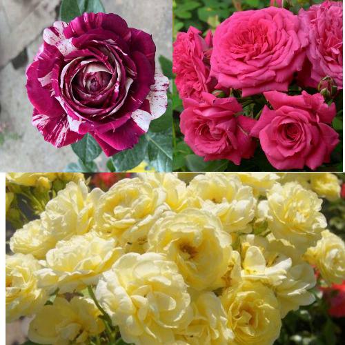 Комплект РОЗОВЫЙ АКЦЕНТ в Бобруйске