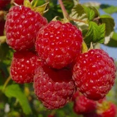 Ранняя в Бобруйске