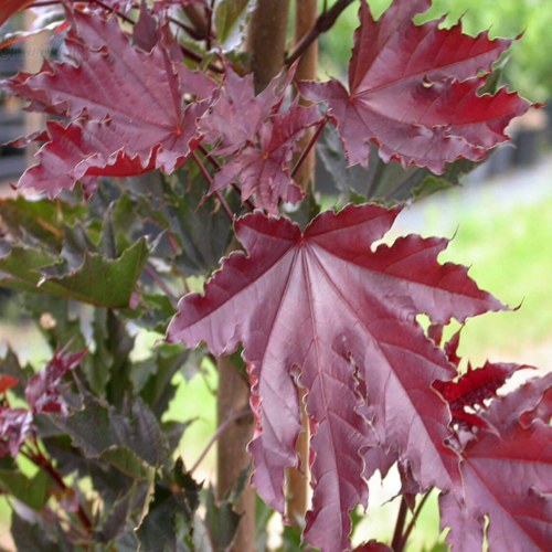 Клен КРИМСОН СЕНТРИ остролистный в Бобруйске