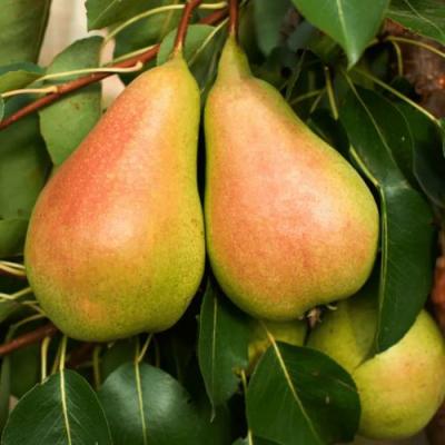 Сладкая в Бобруйске