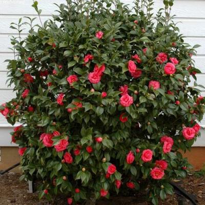 Камелия в Бобруйске