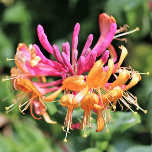 Жимолость ГЕКРОТА в Бобруйске